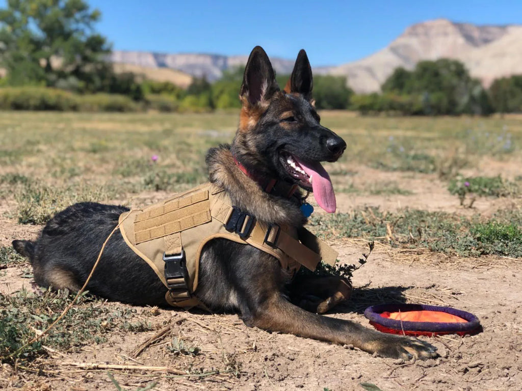 Military Large Dog Harness Collar Leash Bags Patches Set