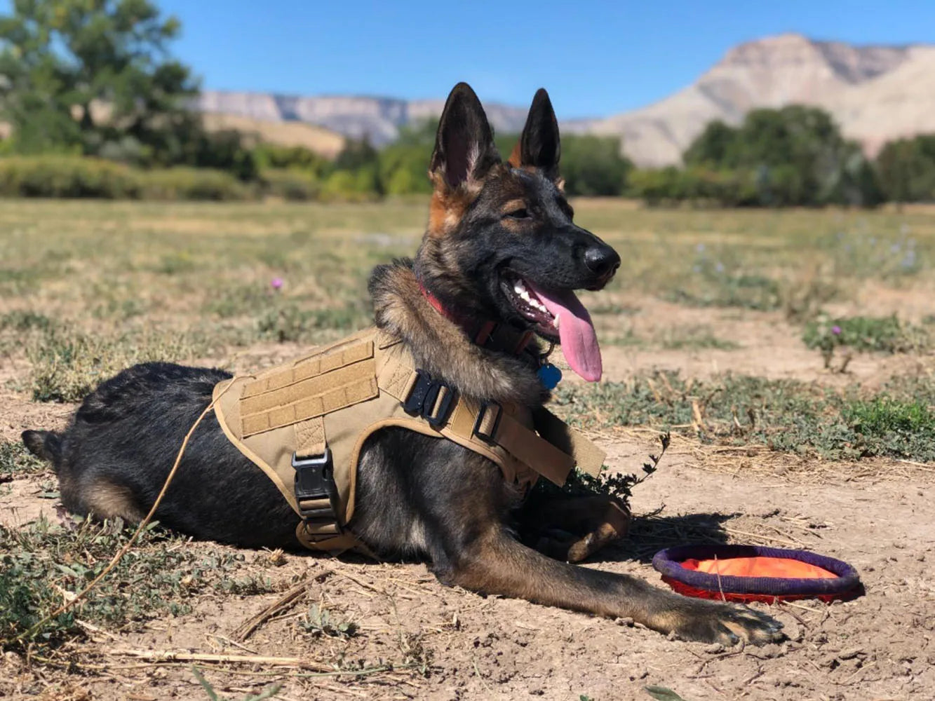 Military Large Dog Harness Collar Leash Bags Patches Set