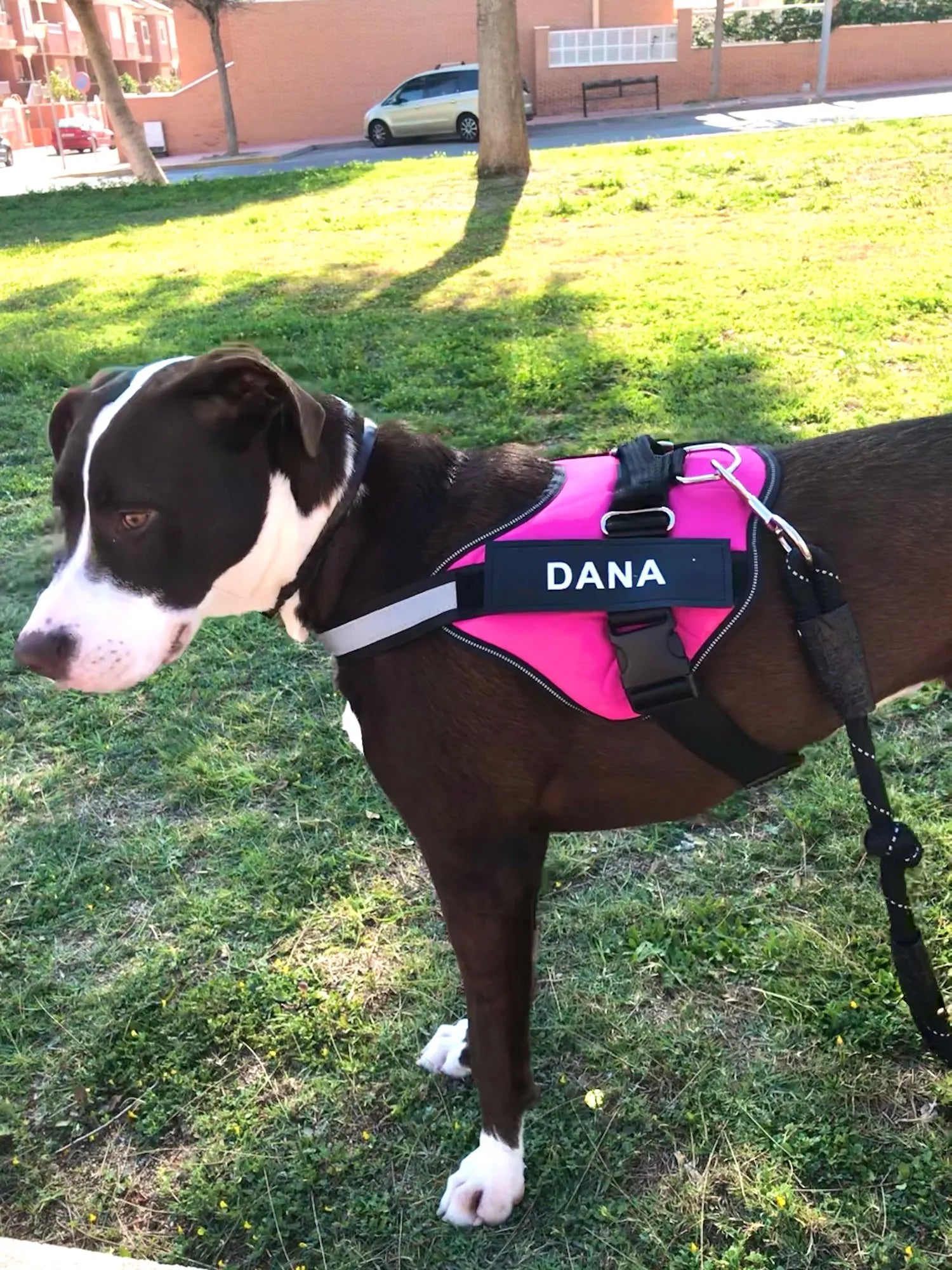 Dog Harness Vest ID Patch Customized Reflective Breathable Adjustable