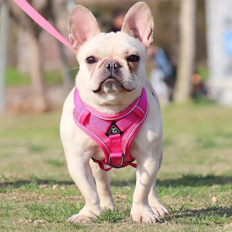 No Pull Dog Harness and Leash Set Adjustable Pet Harness Vest.