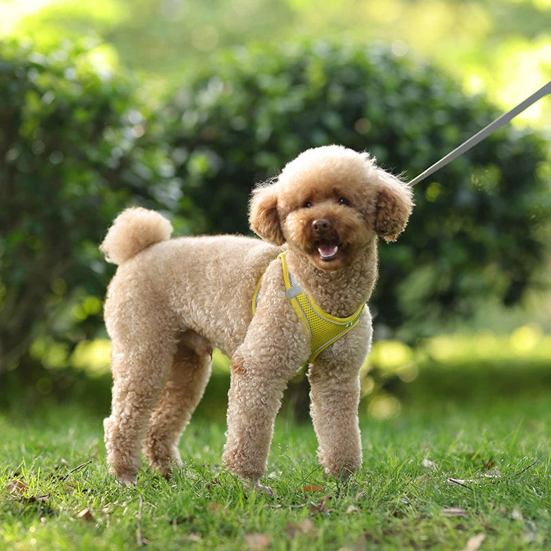 Dog Harness Leash Set for Small Dogs Adjustable