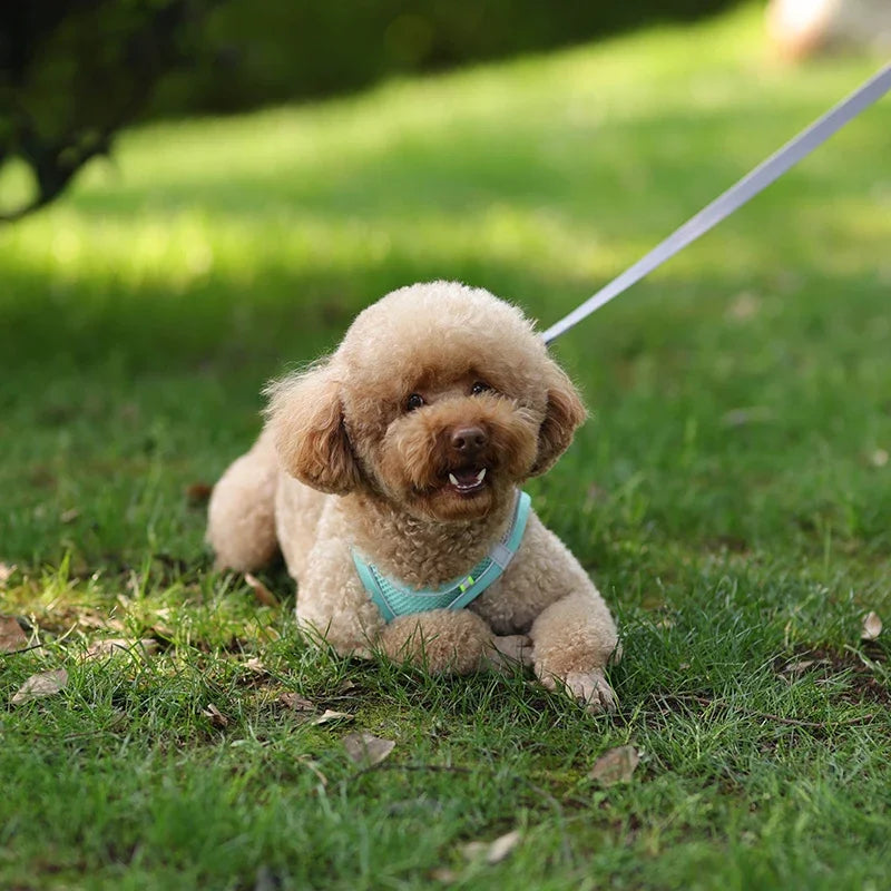 Adjustable Harness for  Puppy or Cat