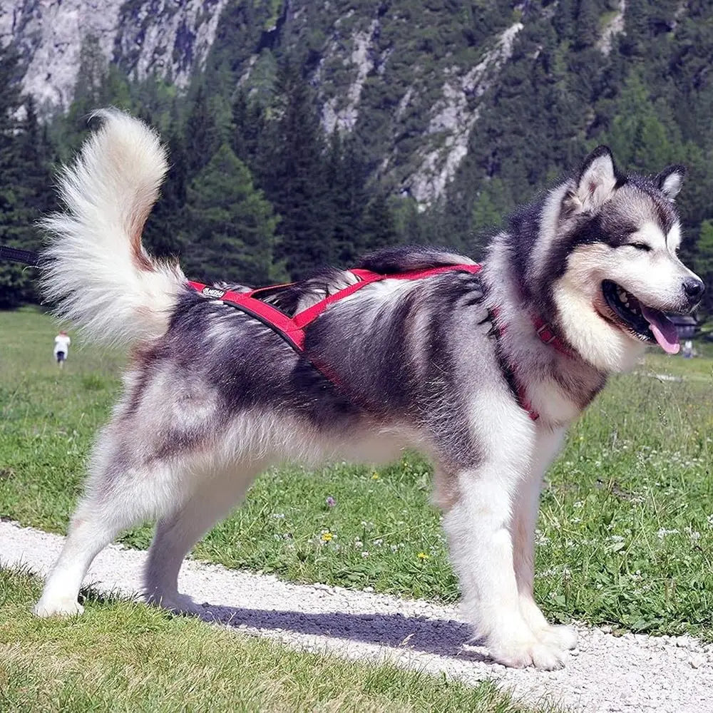 Pink XXL Pro Sled Dog Harness - Neck 21, Chest 36, Back 25