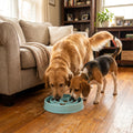 Healthy Eating Slow Feeder Pet Bowl - Non-Slip Maze Design