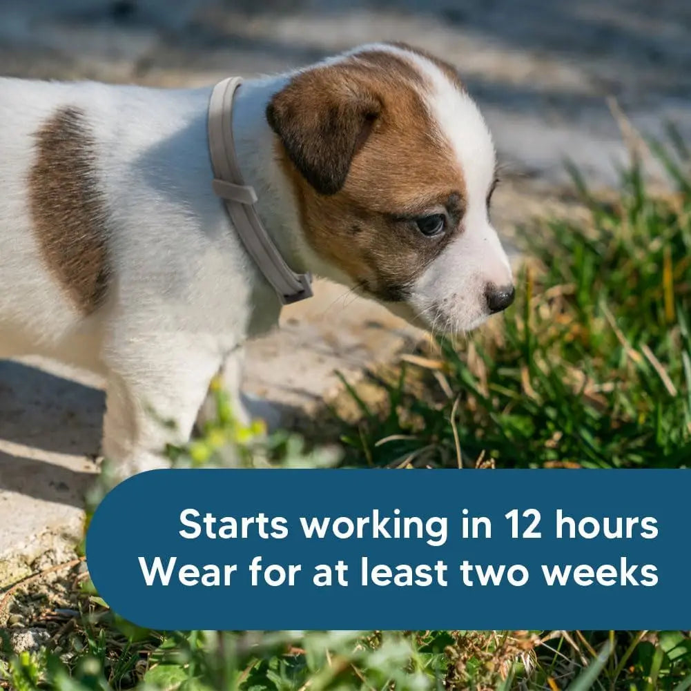 Effective Dog Flea & Tick Collar for Small Dogs, Lasts Up to 8 Months,