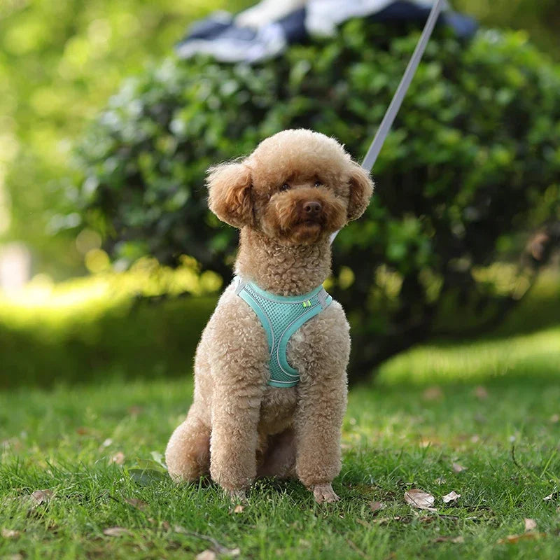 Adjustable Harness for  Puppy or Cat