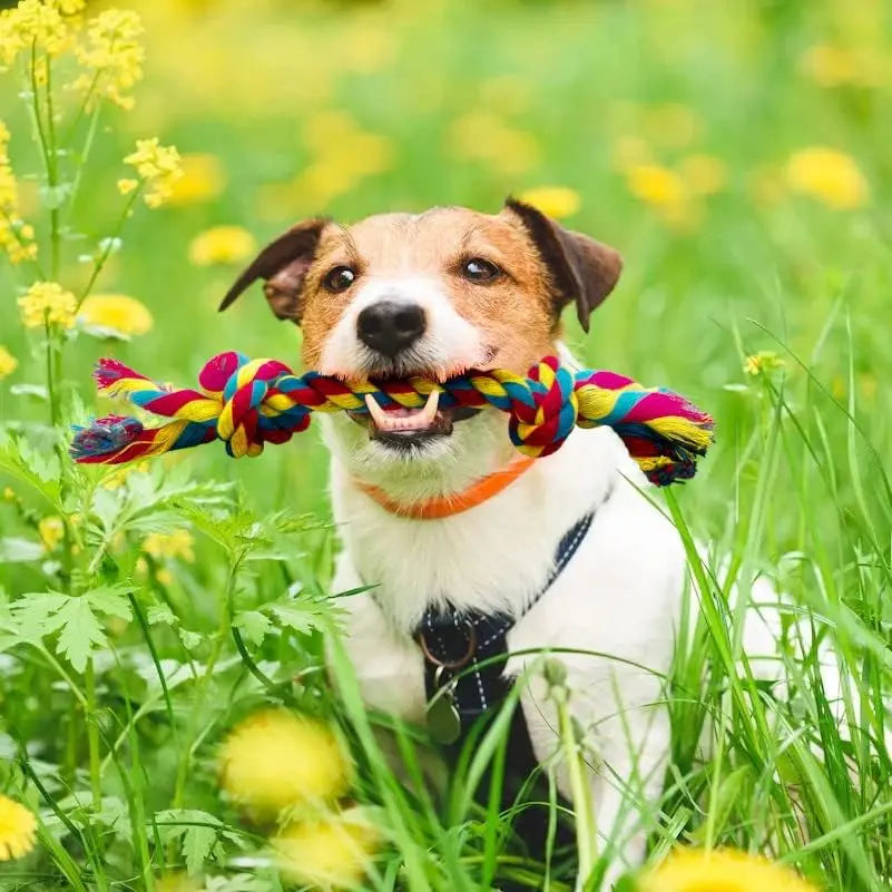 Colorful Braided Dog Rope Chew Toys-Durable Interactive