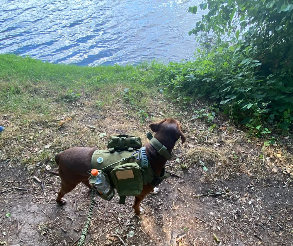 Military Large Dog Harness Collar Leash Bags Patches Set