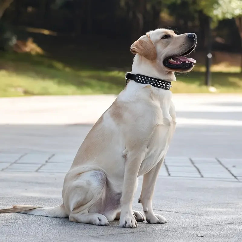 Spiked Dog Collar And Leash Set, Rivet Leather Dog Collar