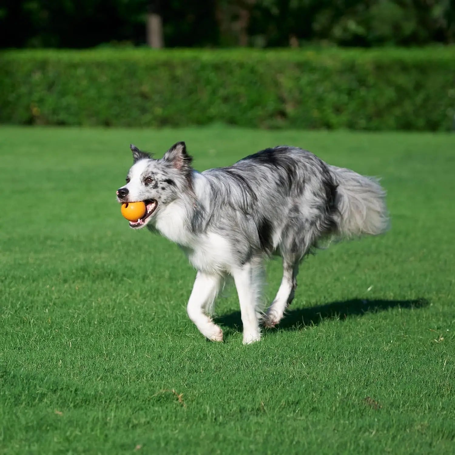 Interactive Dog Toys, Rubber Fetch Balls, Pack of 3, 2.5 Inch, Blue & Orange