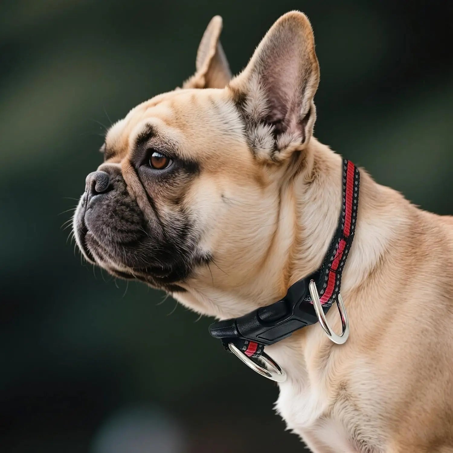 Highly Reflective Adjustable Dog Collar with Dual Metal D-Rings