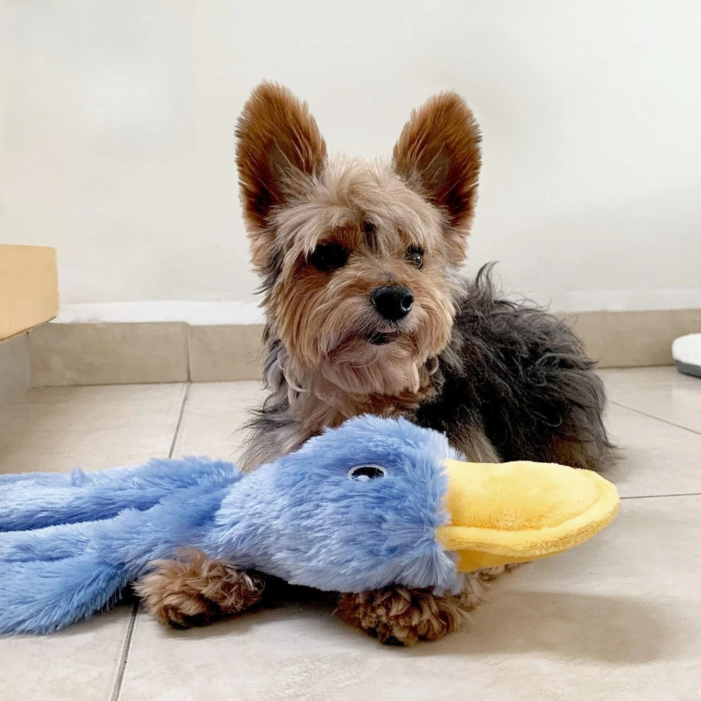 Interactive squeaky dog chew toy, crinkle duck