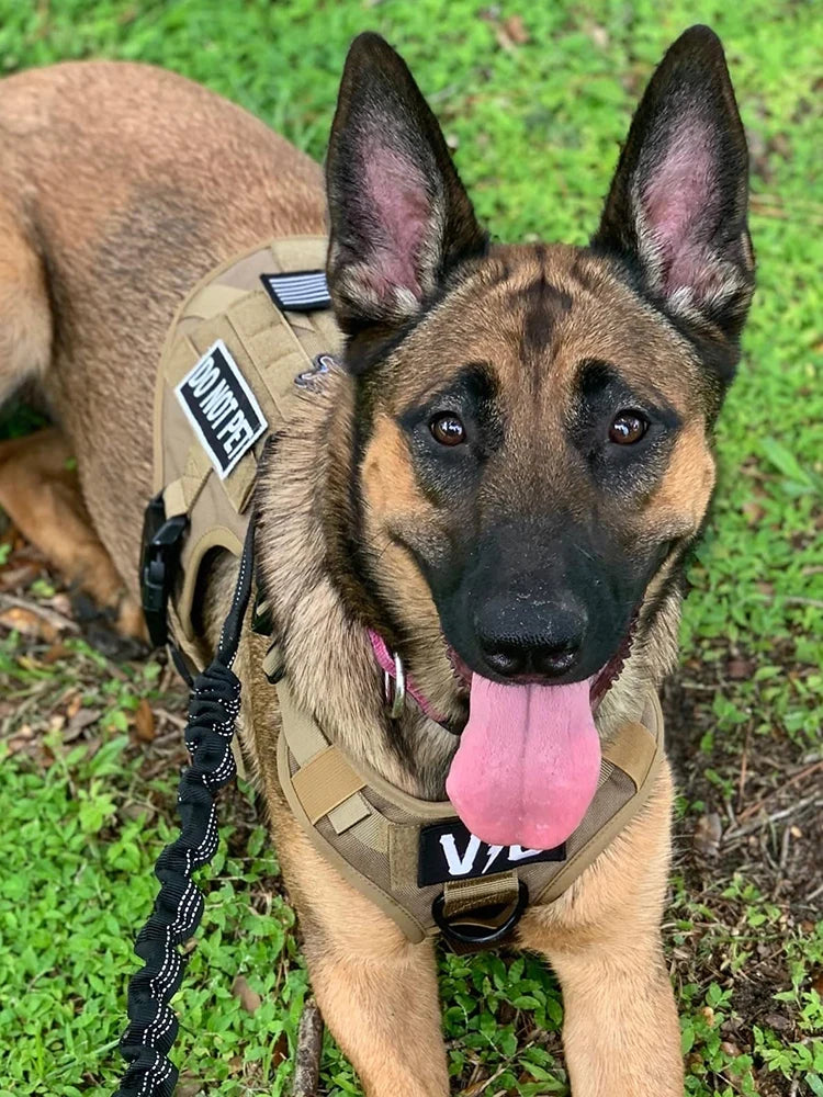 Large Harness for German Shepherd and Malinois Training