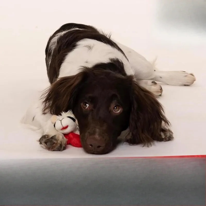 6" Lamb Chop Squeaky Dog Toy, Extra Soft Plush Chew Toy.