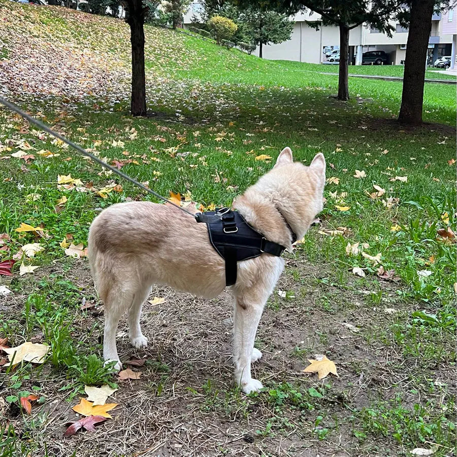 Dog Harness Vest ID Patch Customized Reflective Breathable Adjustable